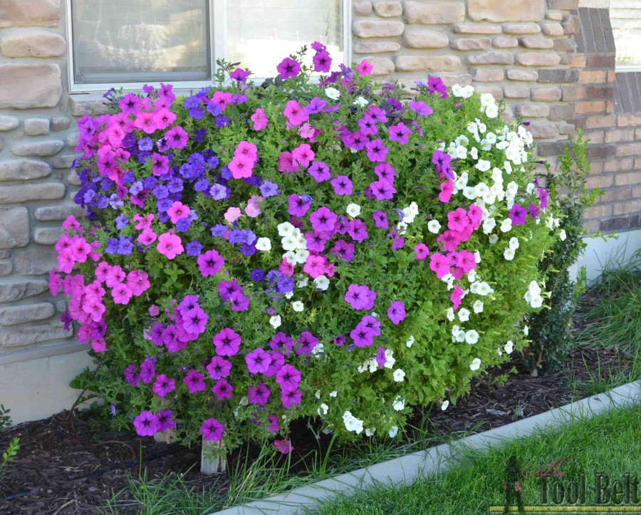 7 sept 22 wave petunia pallet flower box