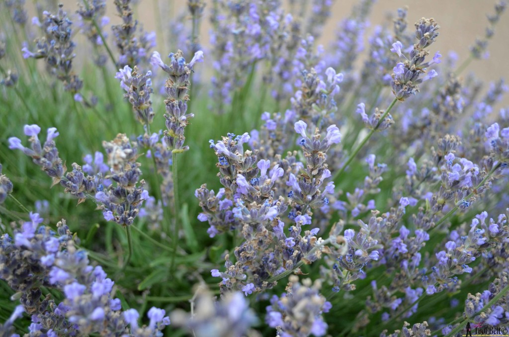 Lavender bush #hertoolbelt