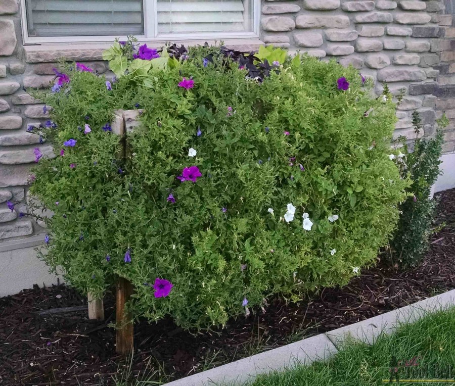 5 July 24 palley planter box