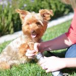 Tool Review: Dremel Pet Nail Grooming Kit