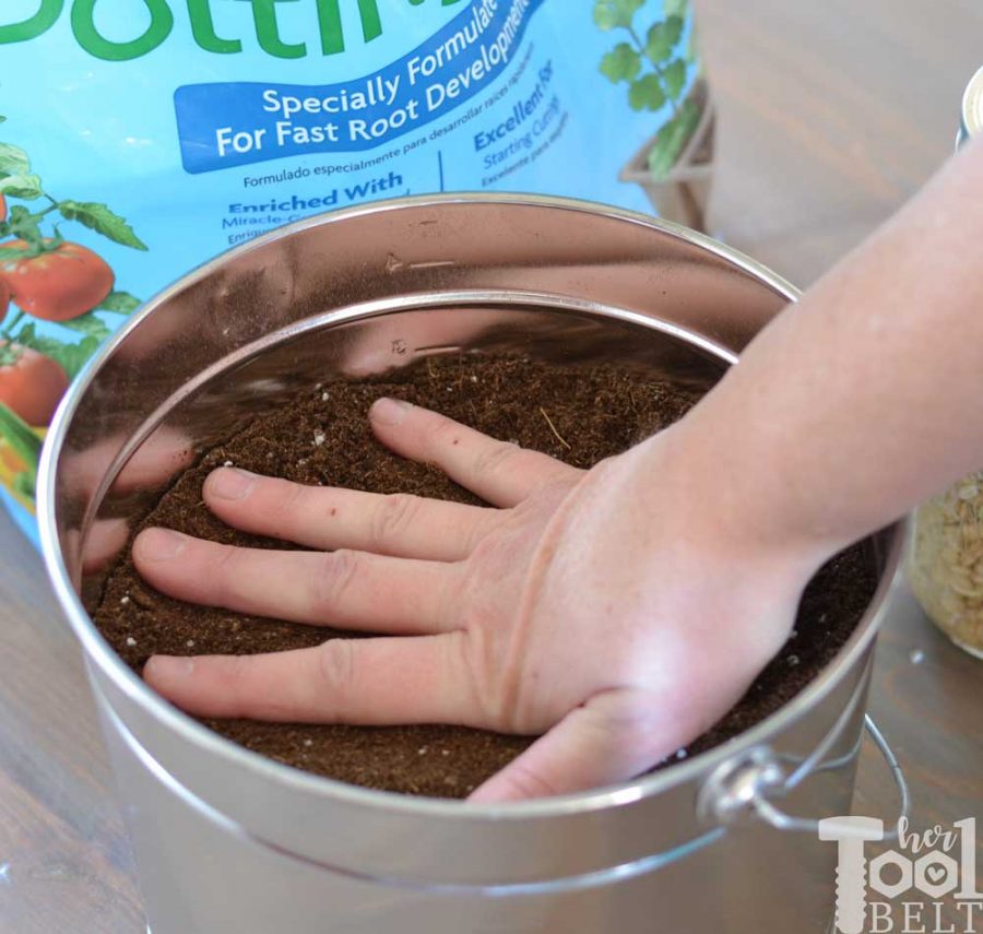 Growing wheatgrass in a bucket for Easter decorations.