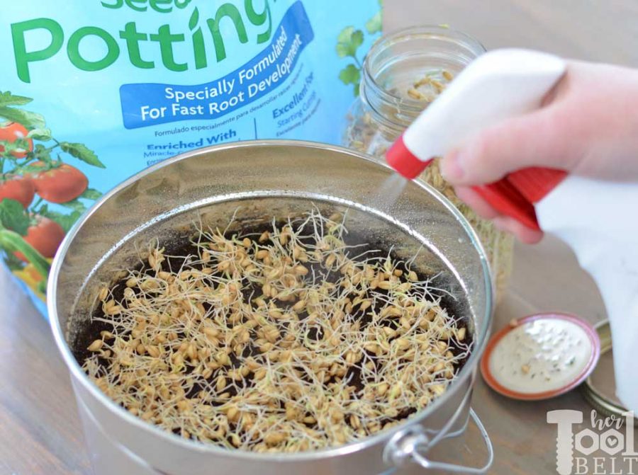 Watering wheat sprouts to grow into wheat grass.