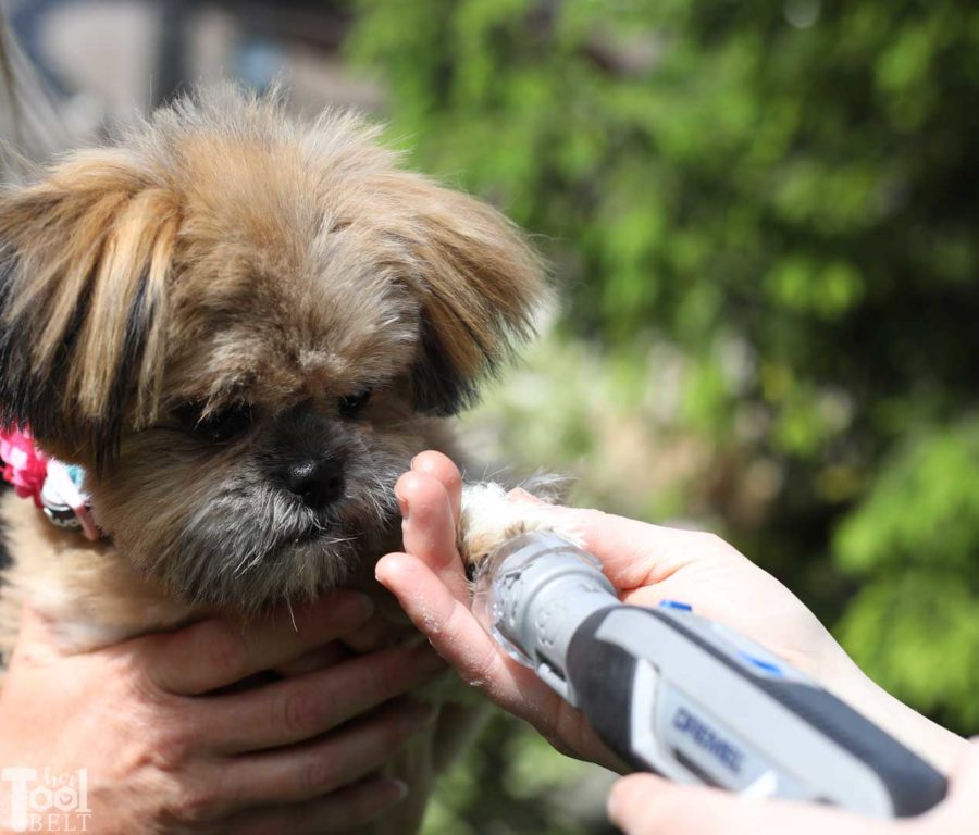 Keeping those fur babies nails trimmed. Dremel pet grooming kit tool review.